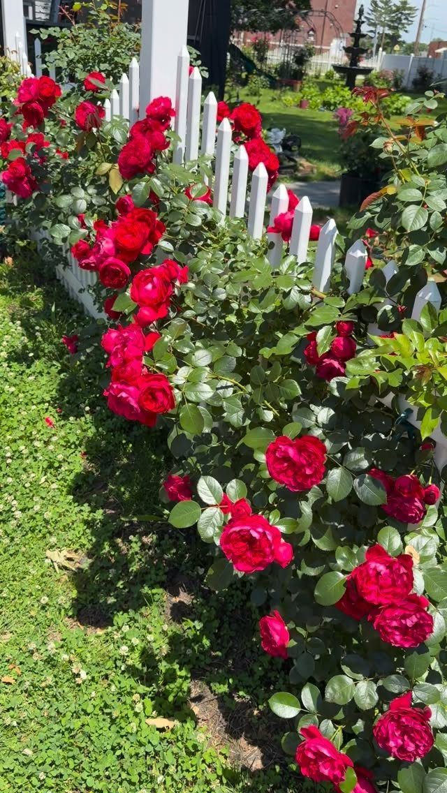 Red rose bushes blooming densely along a white picket fence in a sunny garden.