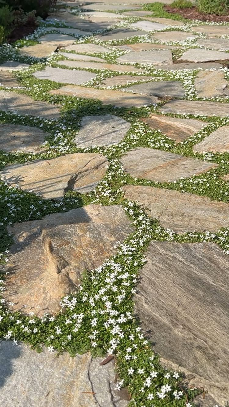 Irregular stone flagstones forming a garden pathway with small white flowers growing in the cracks.