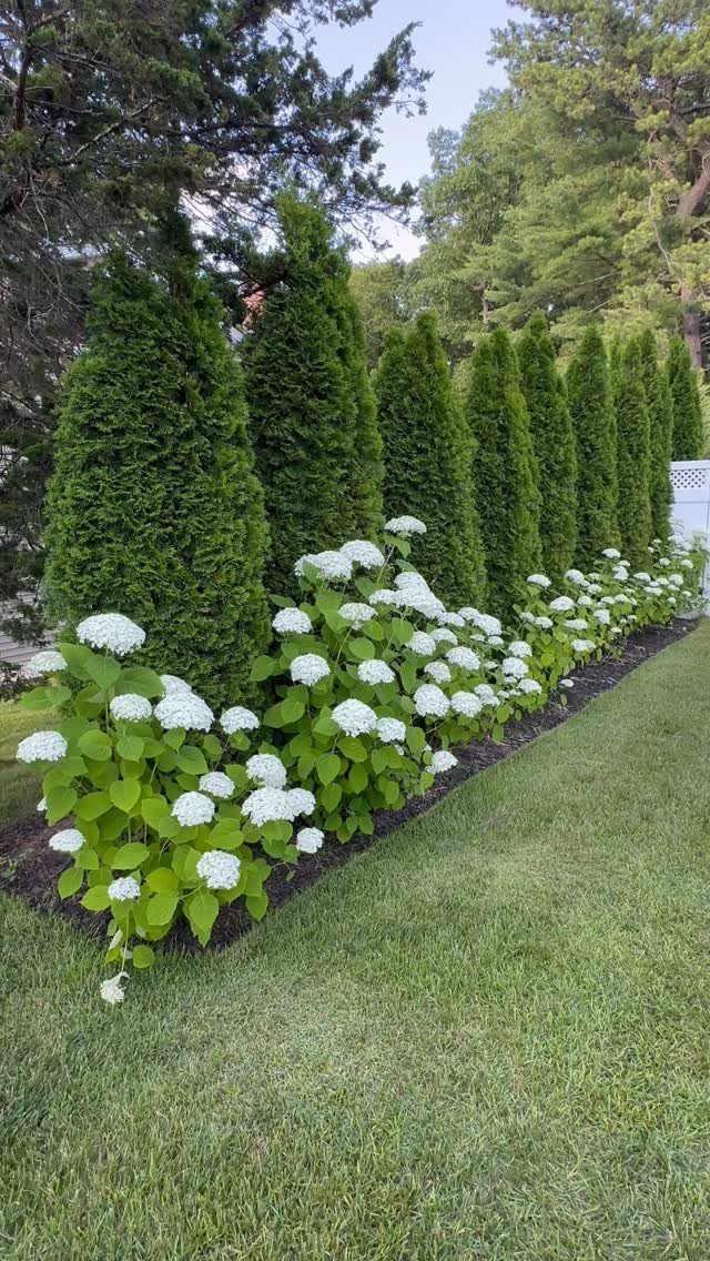 White hydrangea bushes planted in a garden bed in front of a tall green arborvitae hedge.