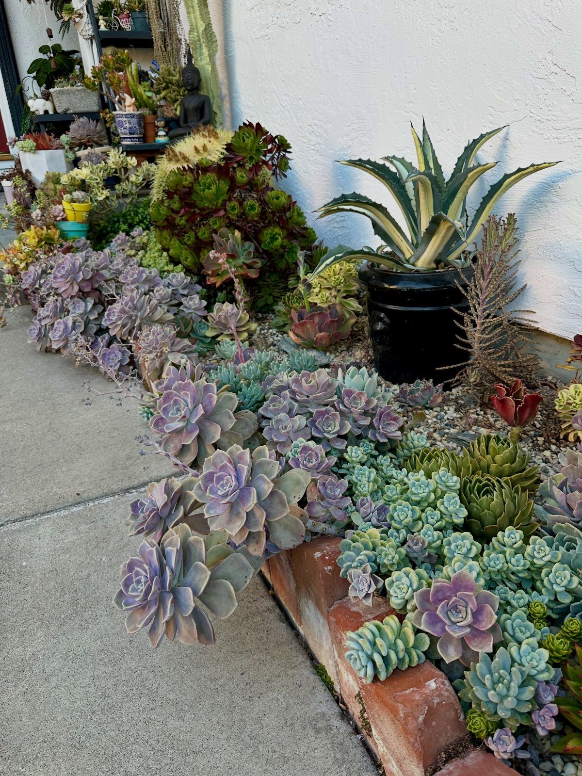 Various colorful succulent plants arranged in a garden bed next to a concrete path.