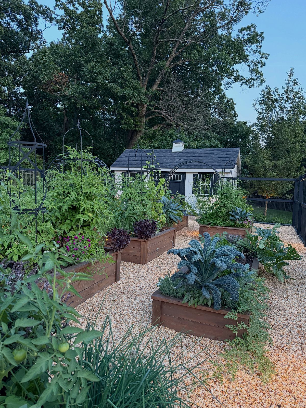 Wooden raised garden beds filled with green and purple plants on a gravel backyard area.