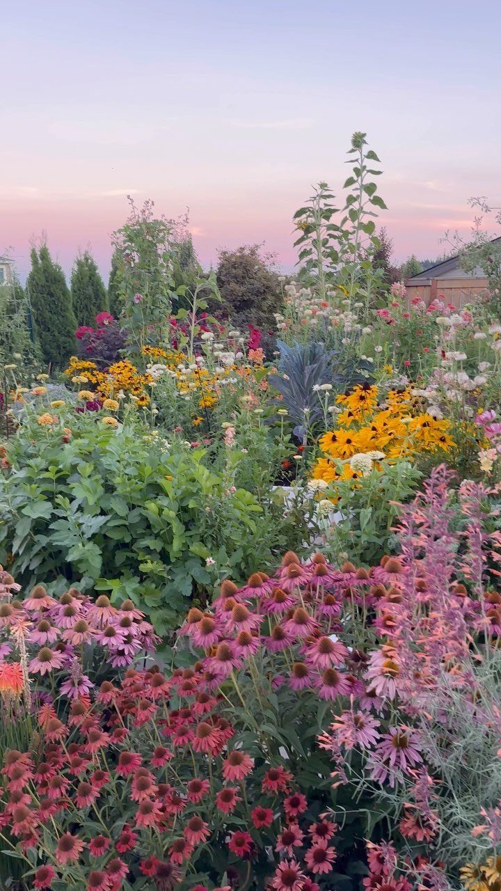 Colorful wildflowers including pink coneflowers and yellow black-eyed Susans blooming in a dense garden at sunset.