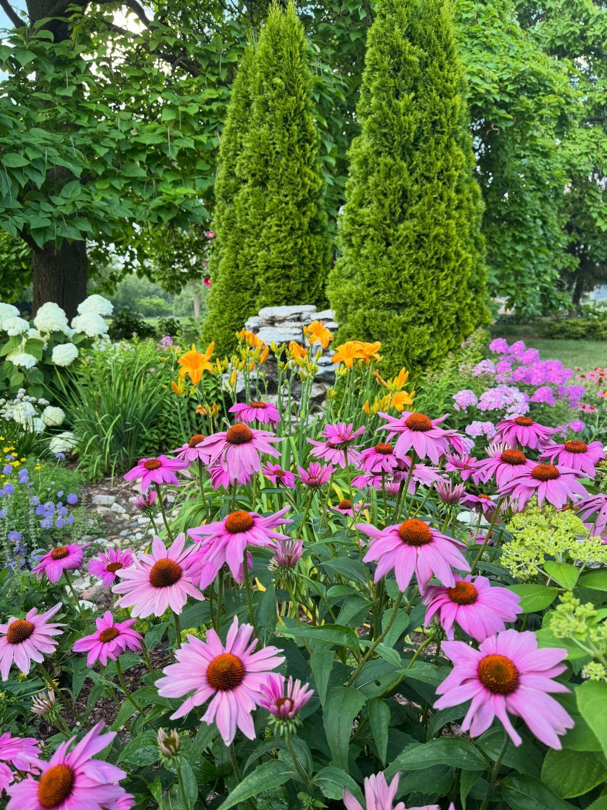 Pink coneflowers blooming in a lush garden with green shrubs and white hydrangeas.