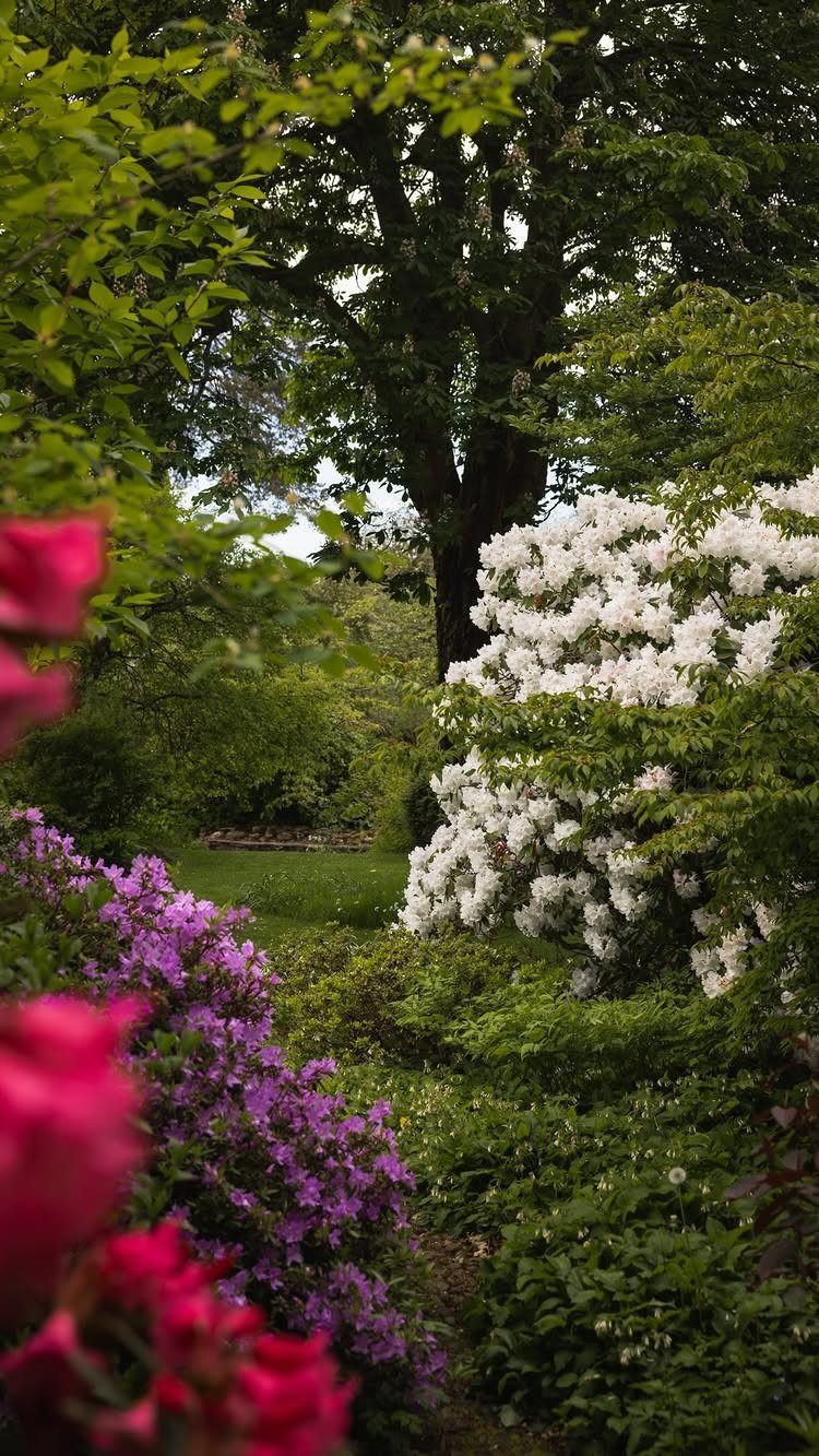 Lush garden landscape with blooming white rhododendrons, pink flowers, and large green trees overlooking a lawn.