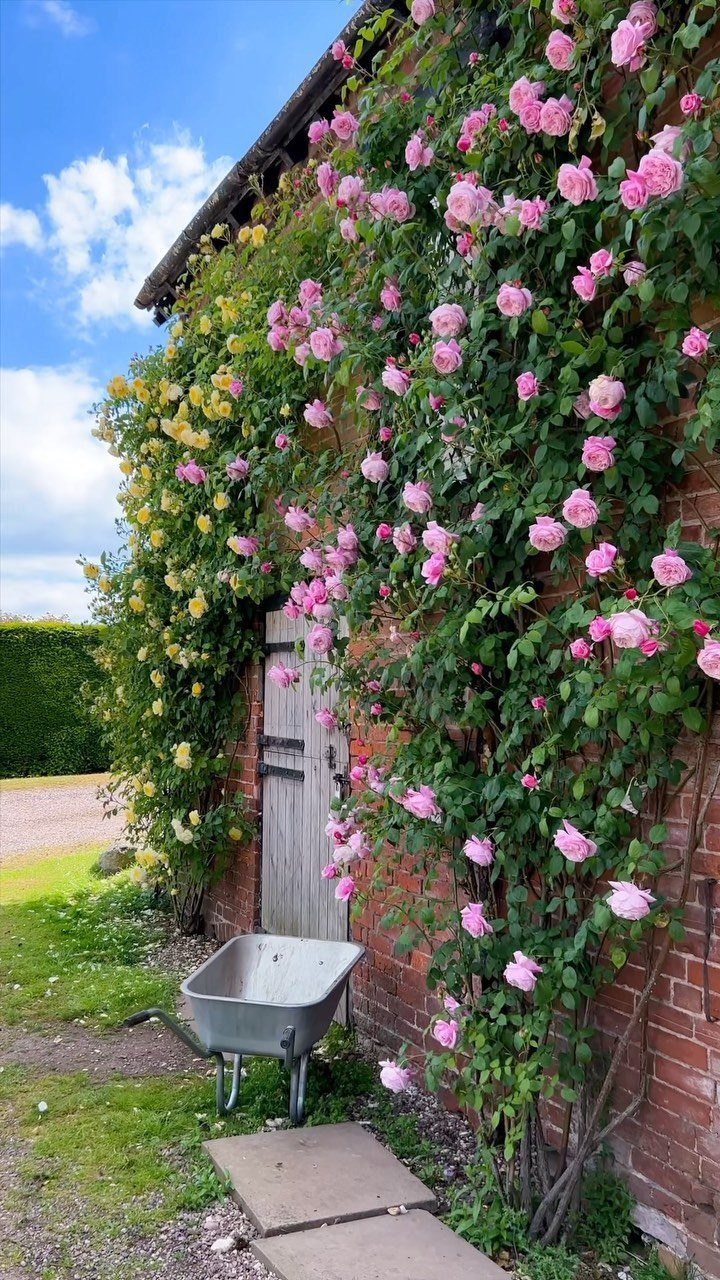 Climbing pink and yellow roses growing against a red brick wall next to a wooden door.