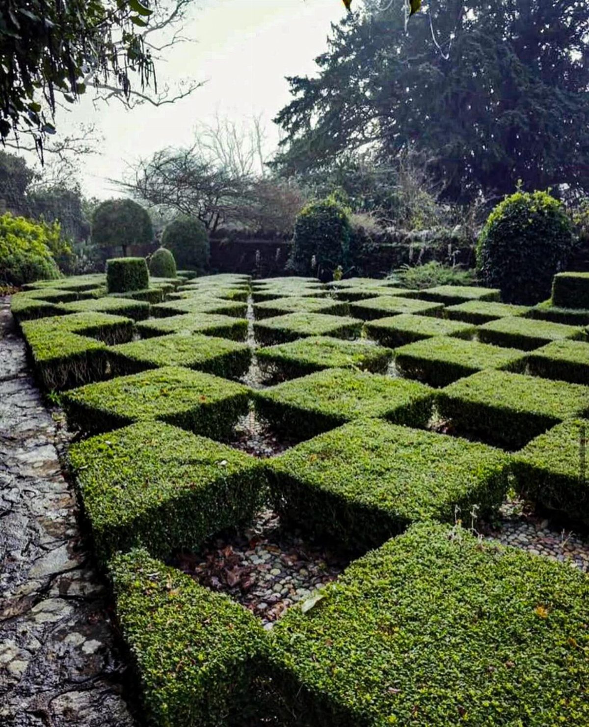 Square-trimmed green hedges arranged in a precise geometric grid pattern within a formal garden.