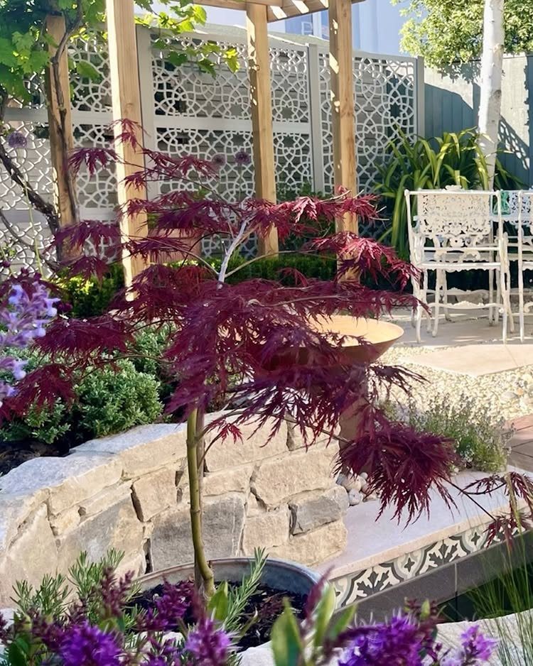 Red Japanese maple plant in a garden bed with a decorative privacy screen background.