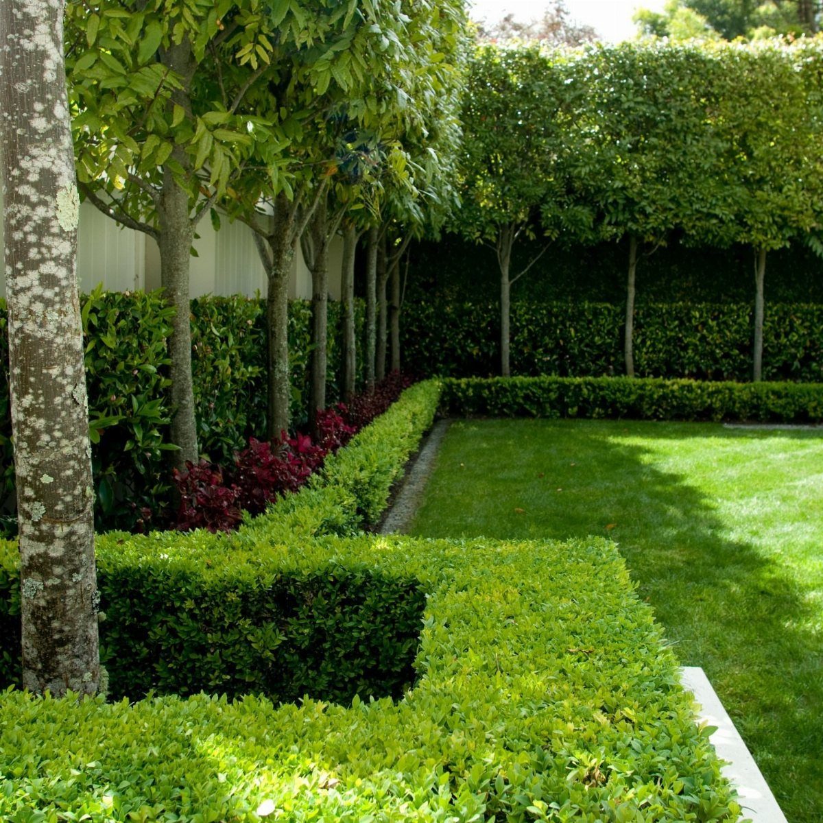 Manicured green hedges and structured trees bordering a bright green lawn in a garden.