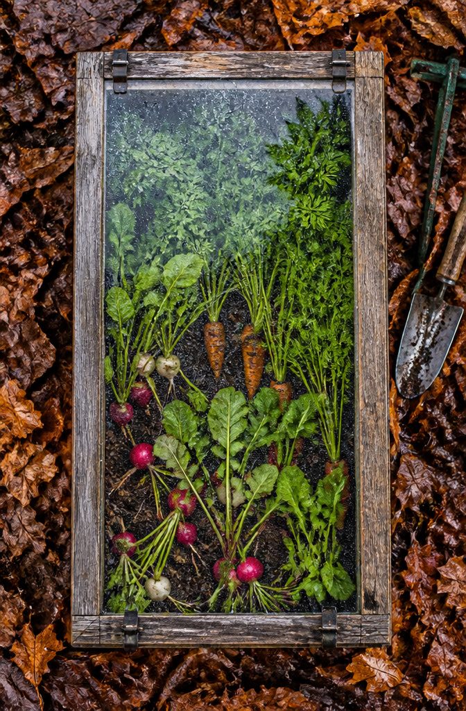 A cold frame with rows of root crops, including radishes and carrots.