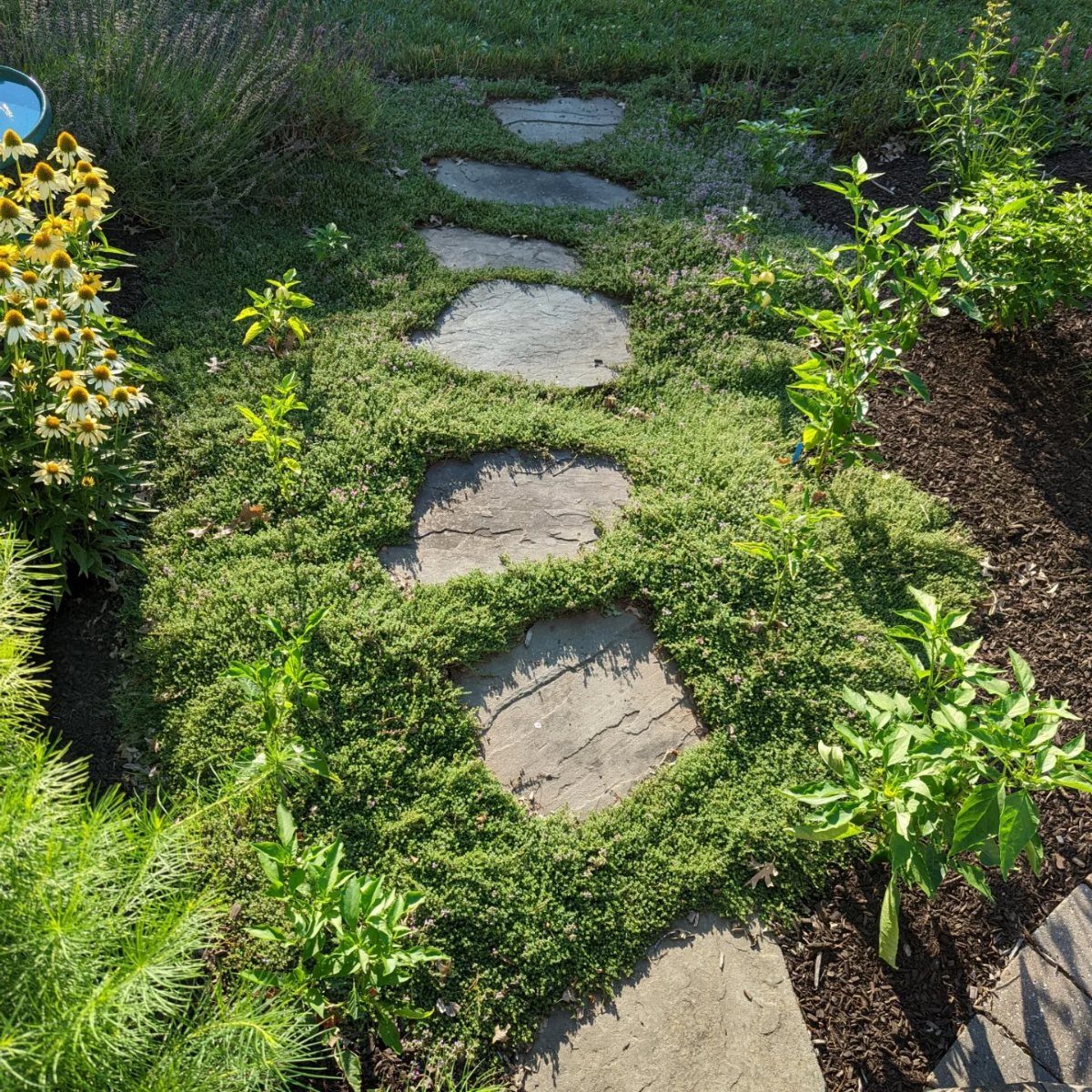 Flat stepping stones set within a dense, green groundcover of creeping thyme in a garden.