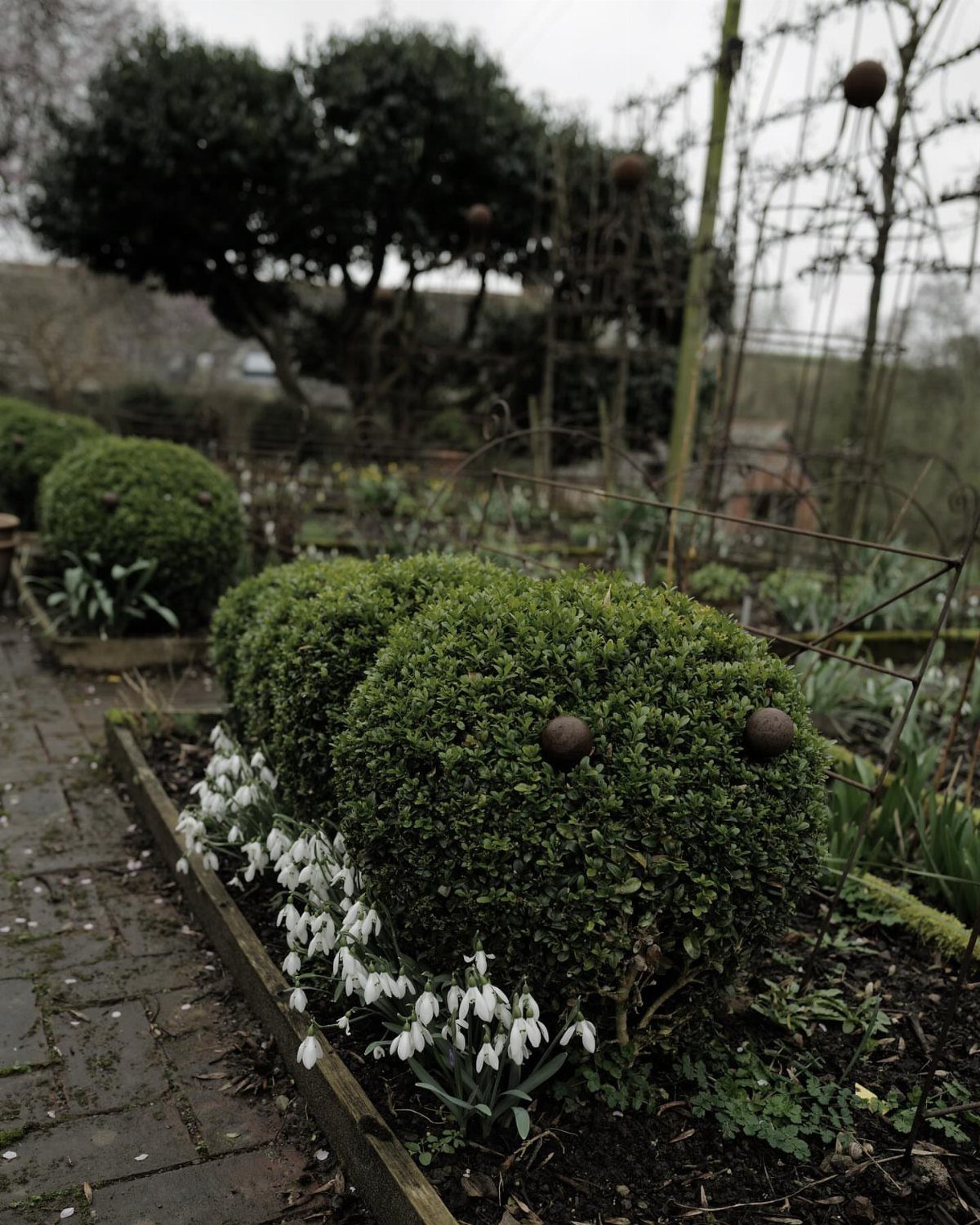 Green boxwood shrubs and white snowdrops growing in a garden bed beside a brick path.