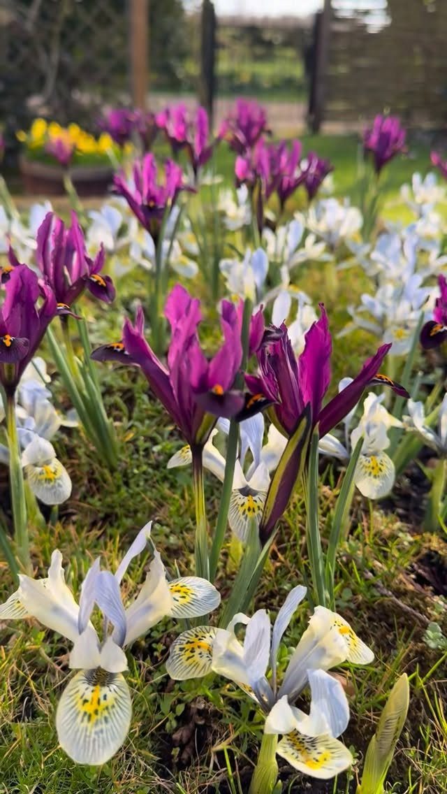 Purple and white iris flowers blooming in a garden bed during early spring.