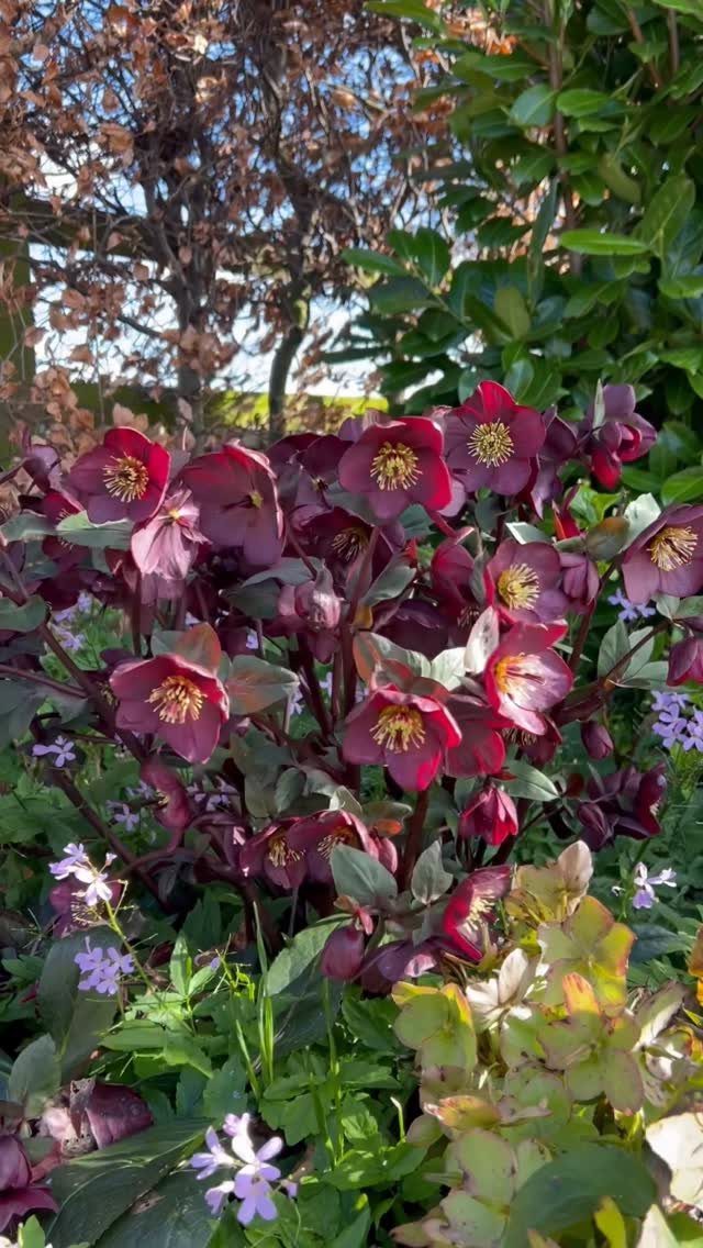 Deep burgundy hellebore flowers with yellow centers blooming in a garden with green foliage.