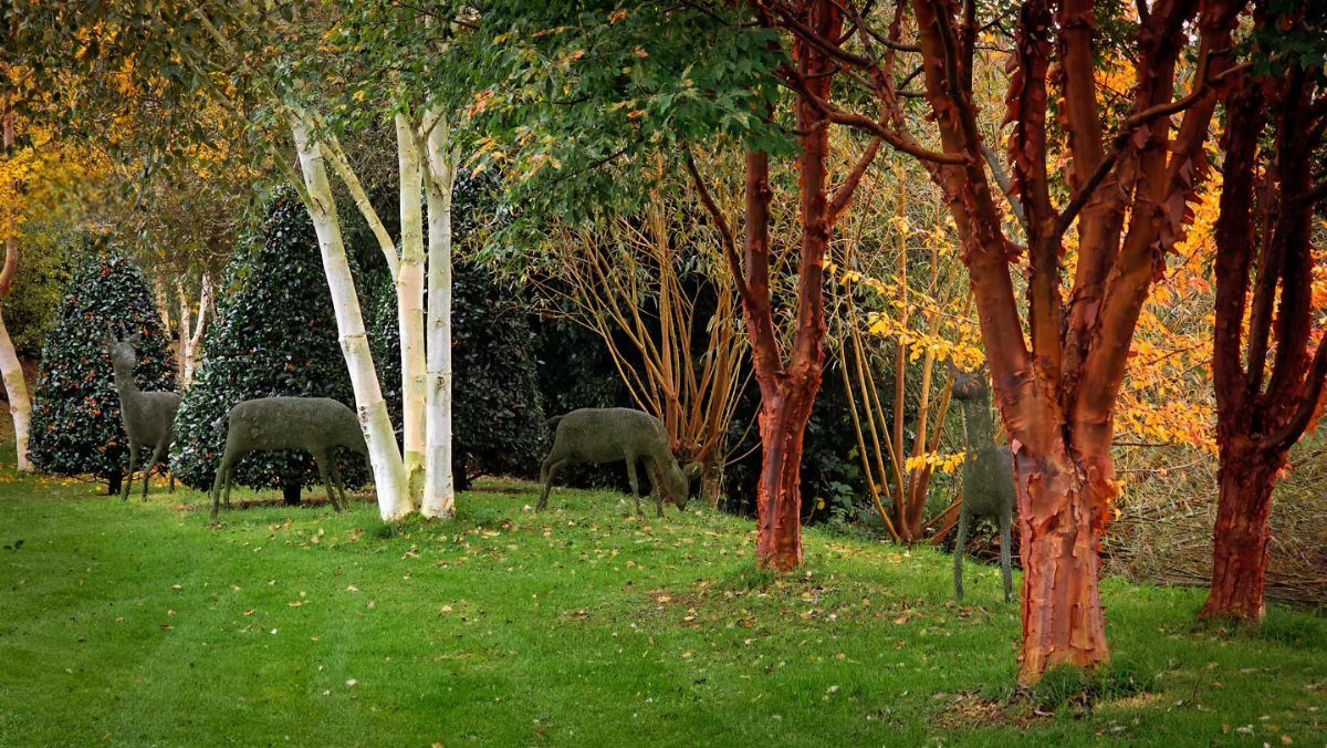 Paperbark Maple with peeling orange bark and white birch trees on a green lawn with deer sculptures.