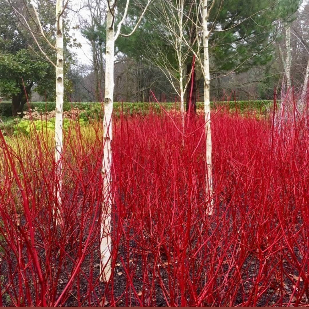 Red twig dogwood shrubs with bright red stems growing alongside white birch trees in a garden.