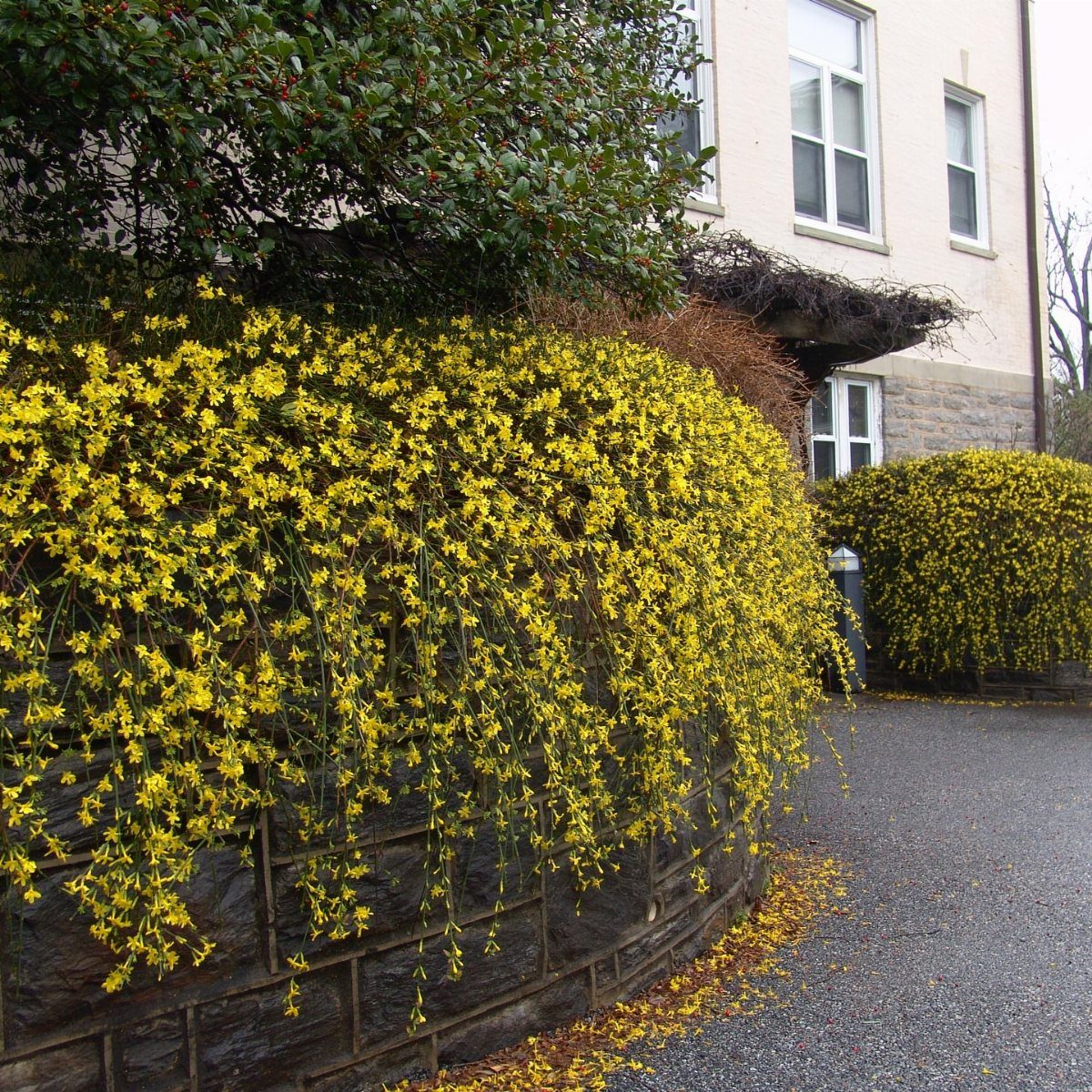 Bright yellow Winter Jasmine flowers cascading over a stone wall in front of a building.