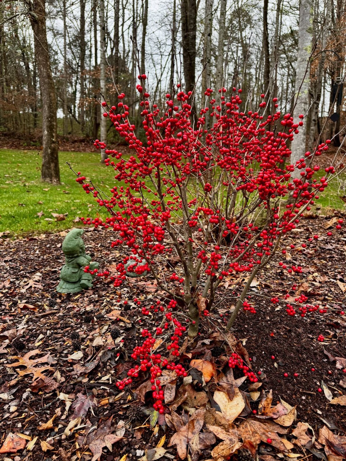 A deciduous holly shrub covered in bright red berries in a mulched garden bed.