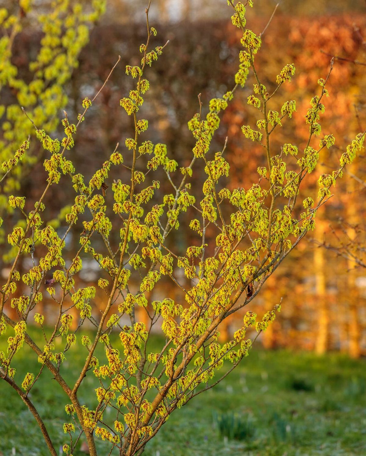 Witch hazel shrub with small yellowish-green flowers blooming on thin branches in a garden.