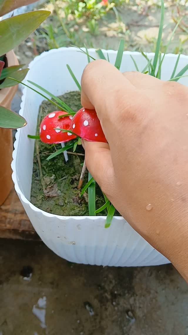 A hand touching small red decorative mushrooms with white spots in a white planter.