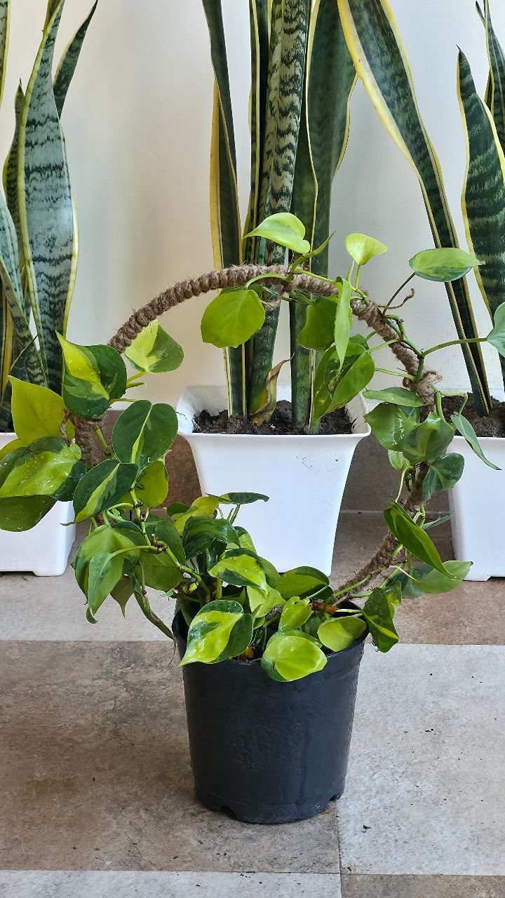 DIY Plant Trellis Indoor: 8 Ideas Using Wood, Rope and Wire 6 A pothos plant climbing a circular rope trellis in a black pot outdoors.