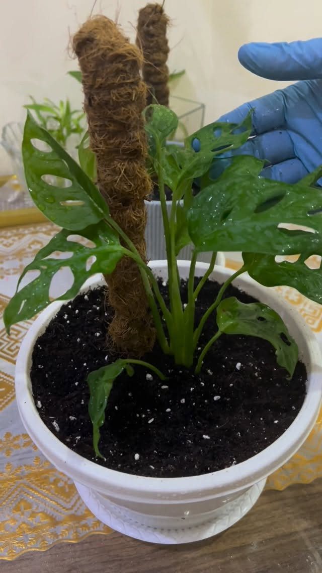 DIY Plant Trellis Indoor: 8 Ideas Using Wood, Rope and Wire 3 Monstera plant in a white pot supported by two brown coco coir poles.