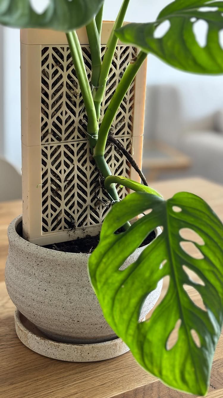 DIY Plant Trellis Indoor: 8 Ideas Using Wood, Rope and Wire 4 Monstera plant with large green leaves growing in a grey pot against a geometric trellis.