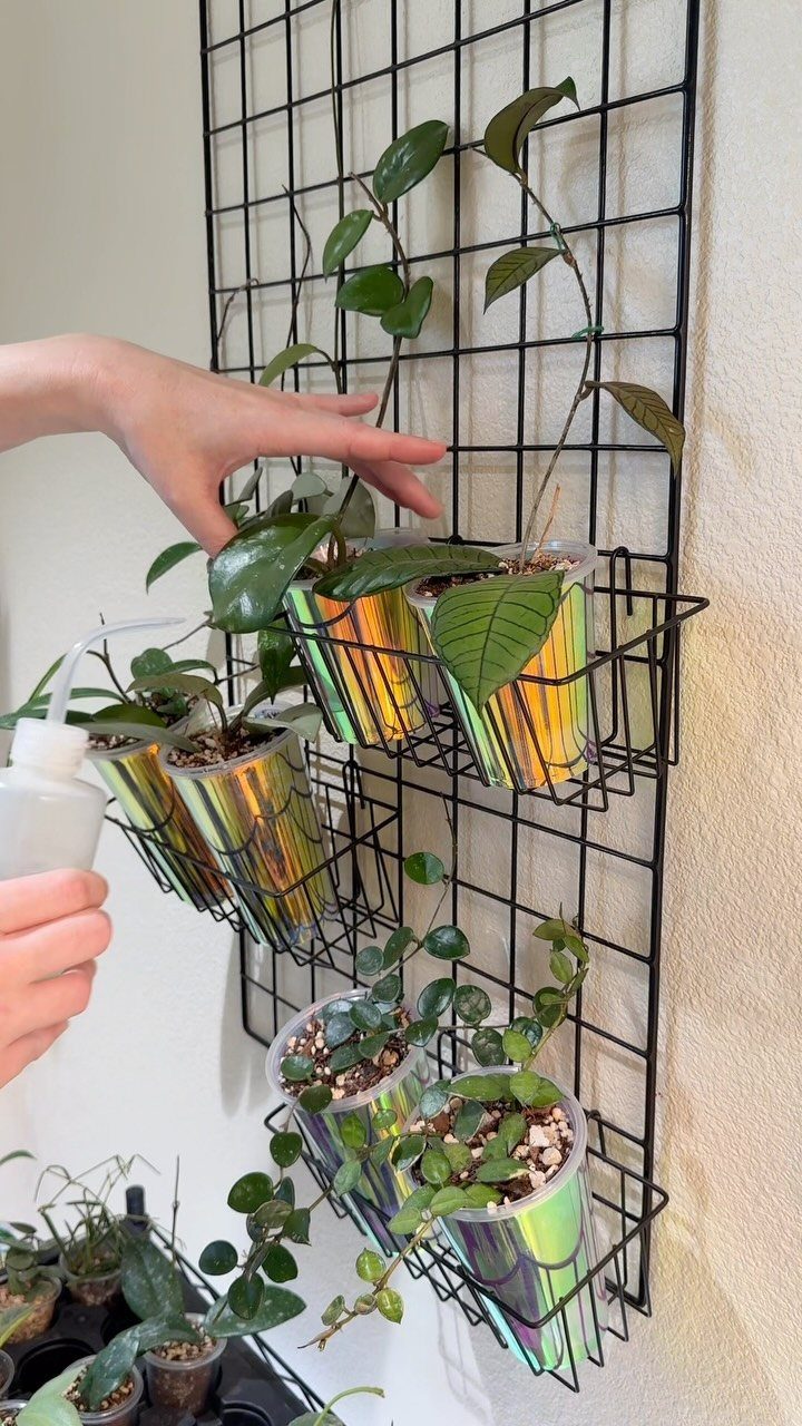 DIY Plant Trellis Indoor: 8 Ideas Using Wood, Rope and Wire 8 Hands tending to green plants in holographic pots hanging on a black wire wall trellis.