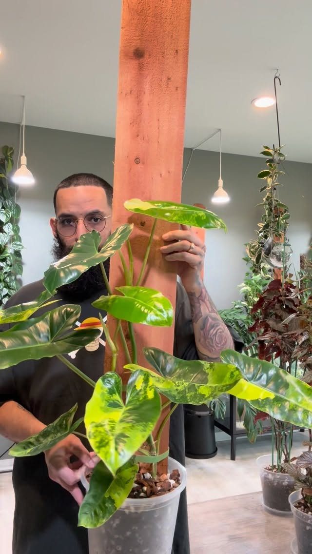 DIY Plant Trellis Indoor: 8 Ideas Using Wood, Rope and Wire 1 A man holding a large green plant growing up a tall wooden plank indoors.