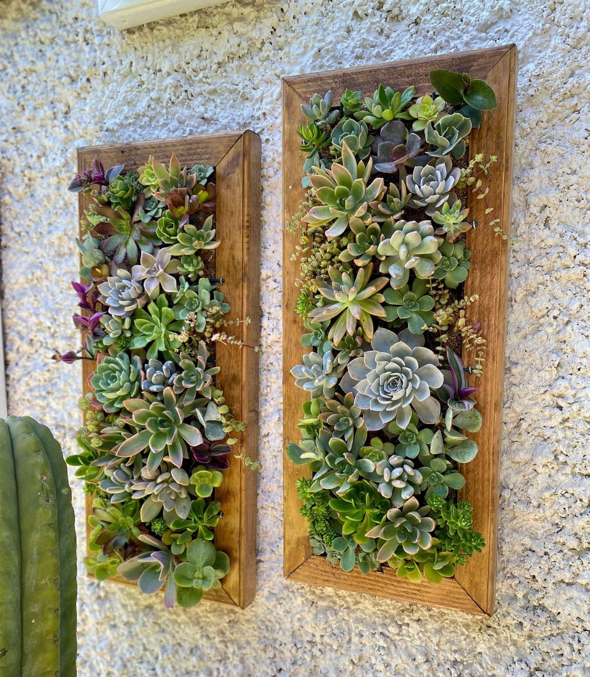 DIY Plants and Decor: 6 Home Projects Worth Making 4 Two wooden frames filled with various green and purple succulents mounted on a white wall.