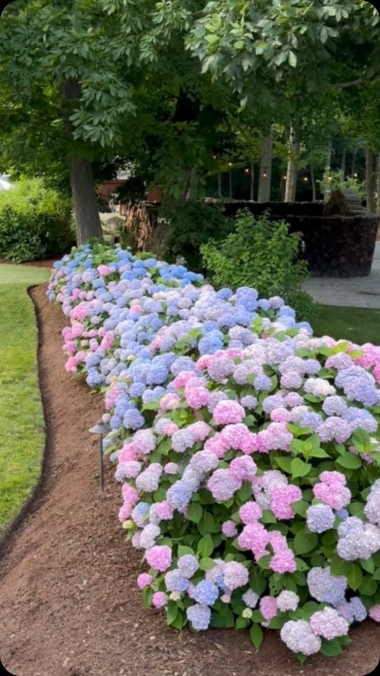 Dream Garden for Your Aesthetic: 20 Ideas to Steal 10 Pink, blue, and purple hydrangea bushes lining a garden bed next to a green lawn.