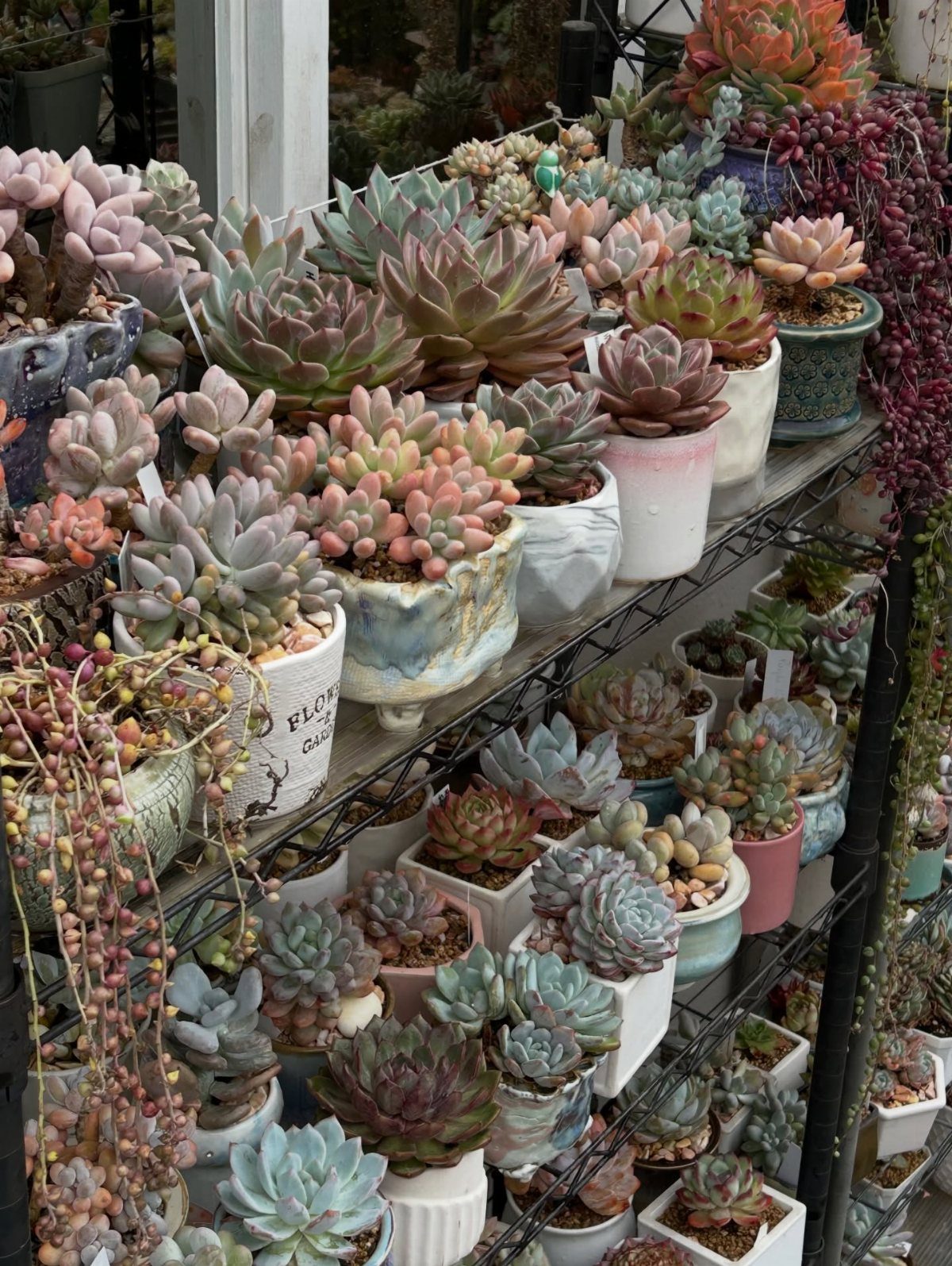 Dream Garden for Your Aesthetic: 20 Ideas to Steal 19 Various pastel-colored succulents in ceramic pots arranged on black wire garden shelving.