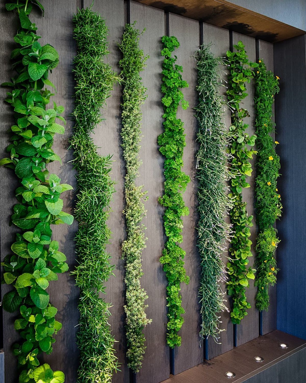 Dream Garden for Your Aesthetic: 20 Ideas to Steal 3 Vertical strips of green herbs growing in rows against a dark wooden paneled wall.