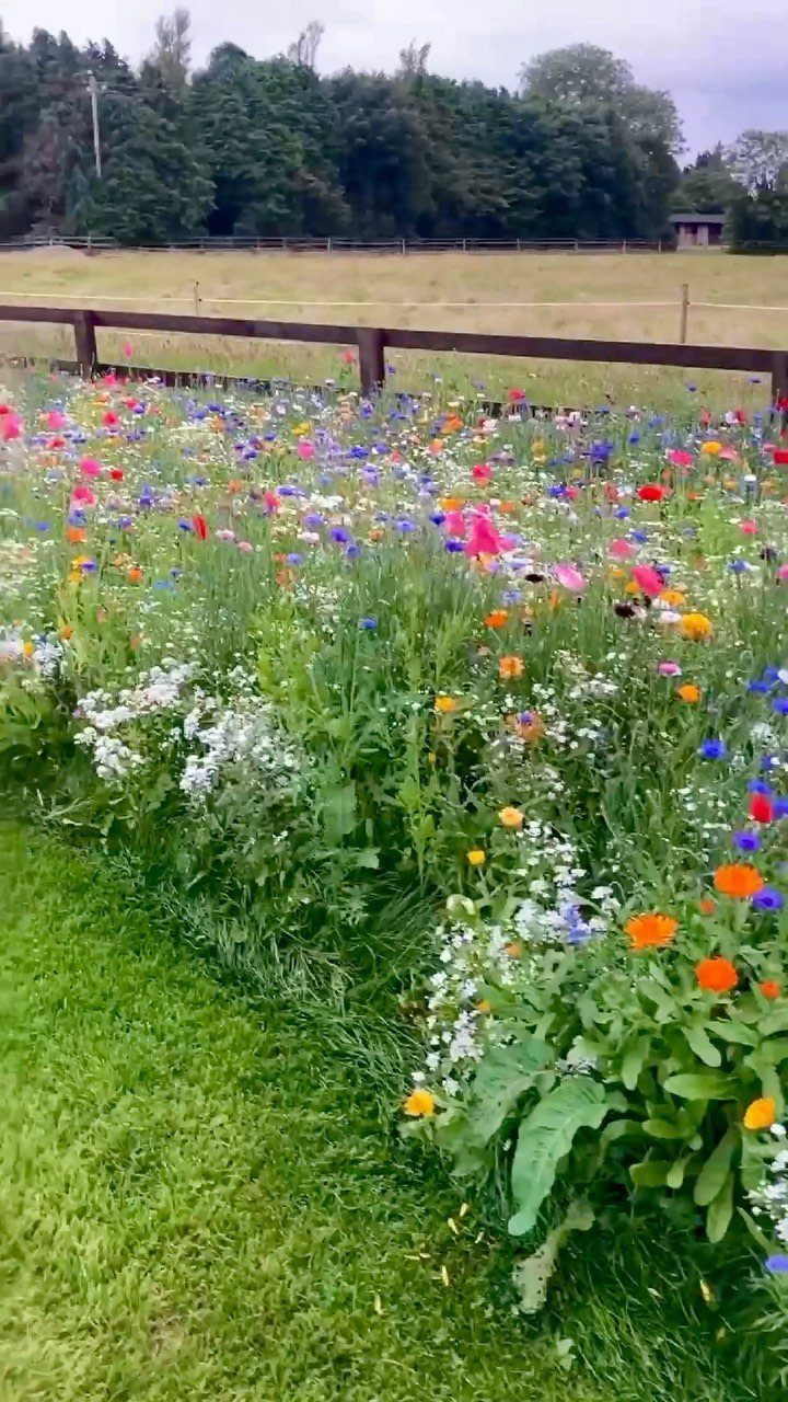 Dream Garden for Your Aesthetic: 20 Ideas to Steal 2 Colorful wildflowers grow in a lush garden bed next to a green lawn and wooden fence.