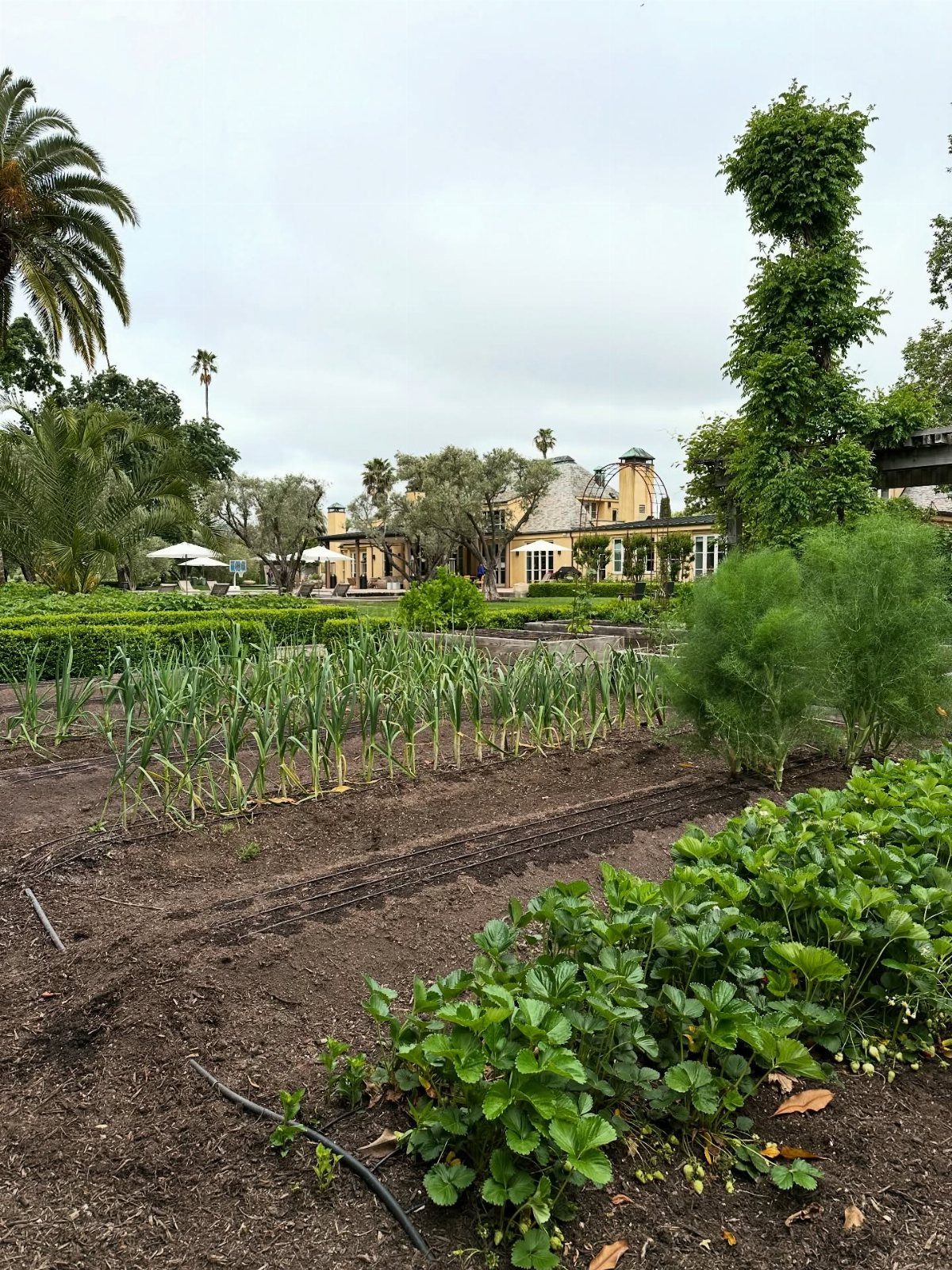 11 Dream Garden Vegetable Ideas for Every Space 6 Rows of green vegetable plants growing in dark soil beds with a house in the background.