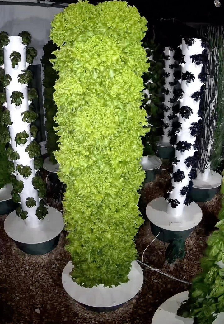 11 Dream Garden Vegetable Ideas for Every Space 5 Vertical hydroponic towers overflowing with vibrant green lettuce plants in a garden setting.