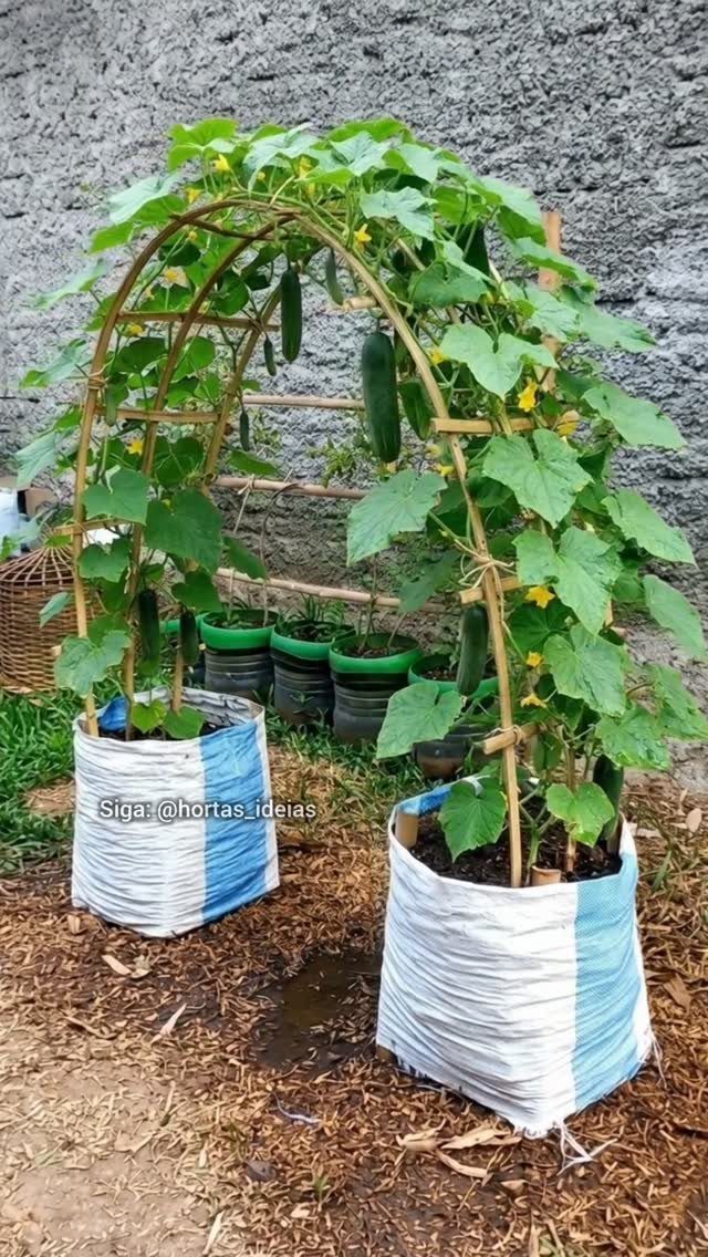 11 Dream Garden Vegetable Ideas for Every Space 7 Cucumber plants climbing over a bamboo arch trellis supported by large white fabric grow bags.