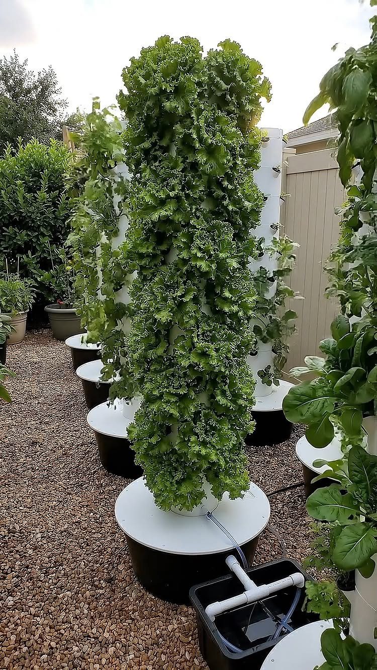 11 Dream Garden Vegetable Ideas for Every Space 9 Vertical hydroponic towers filled with lush green leafy vegetables standing in black basins on gravel.